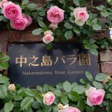 中之島バラ園へ行ってきました！　リトハウス長堀橋