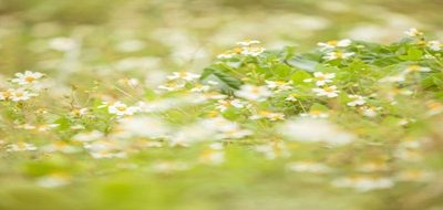 春は心も揺れる季節 〜焦らなくていい理由〜リトハウス千里中央